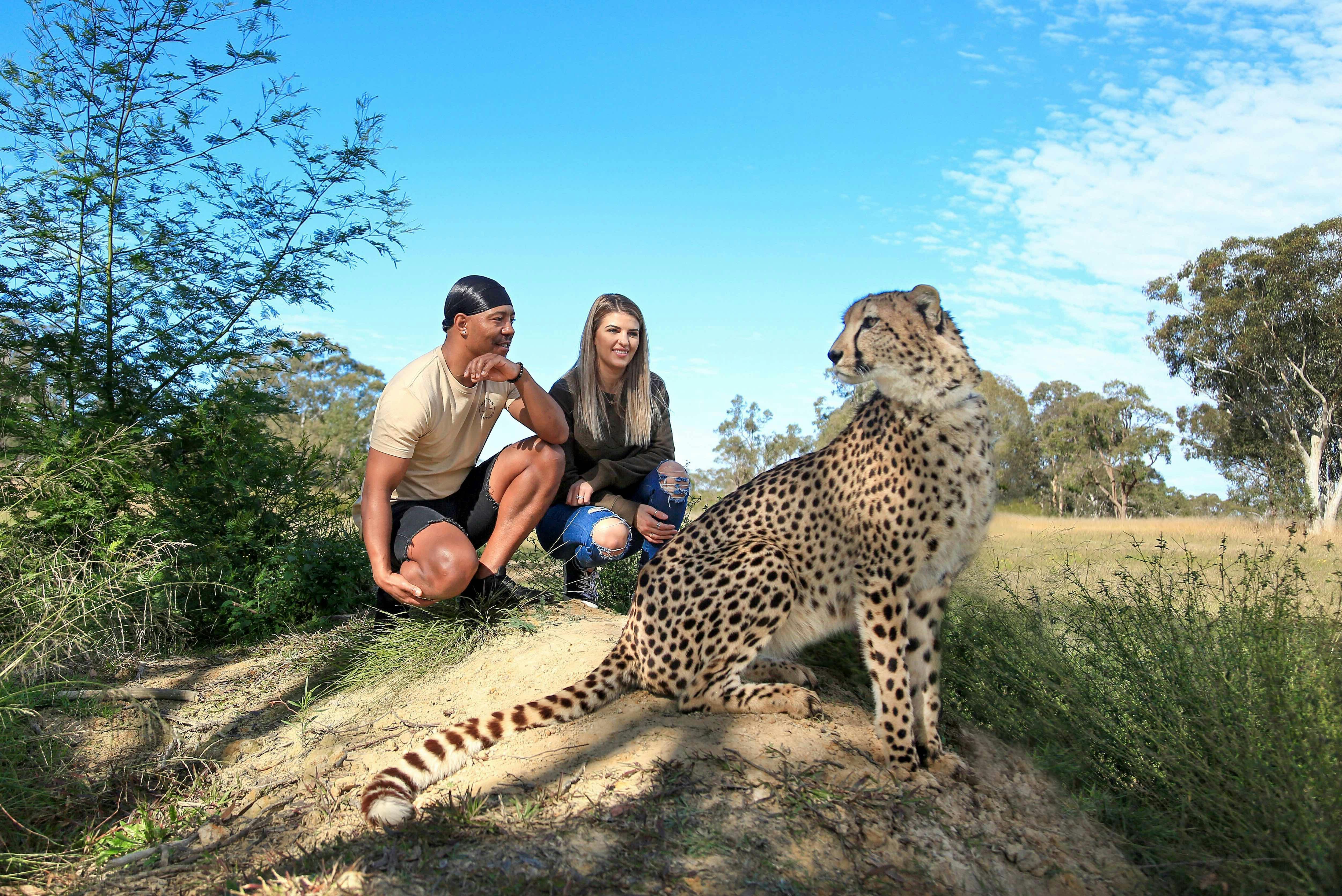 Ultimate Wild Cat Experience