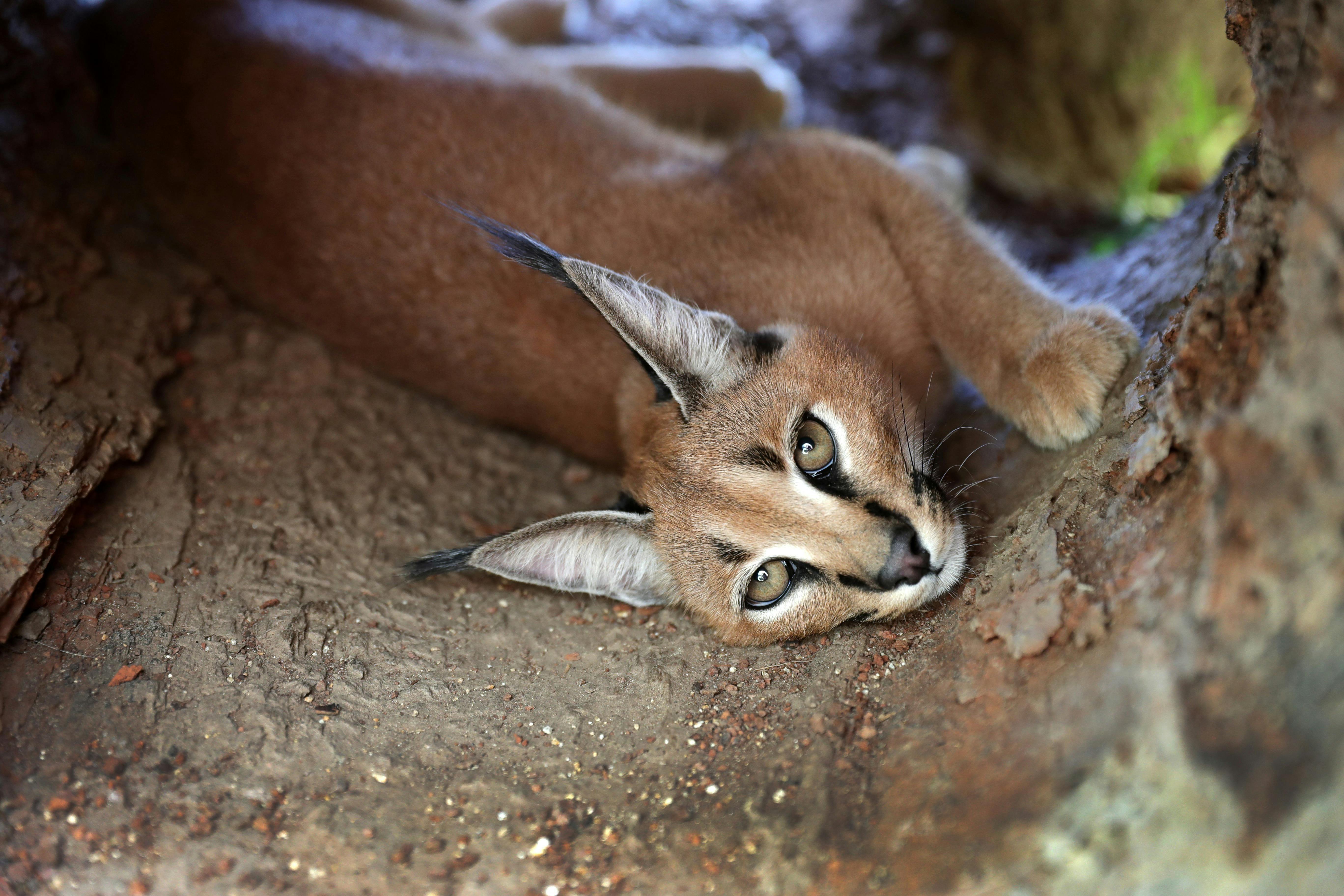 Caracal