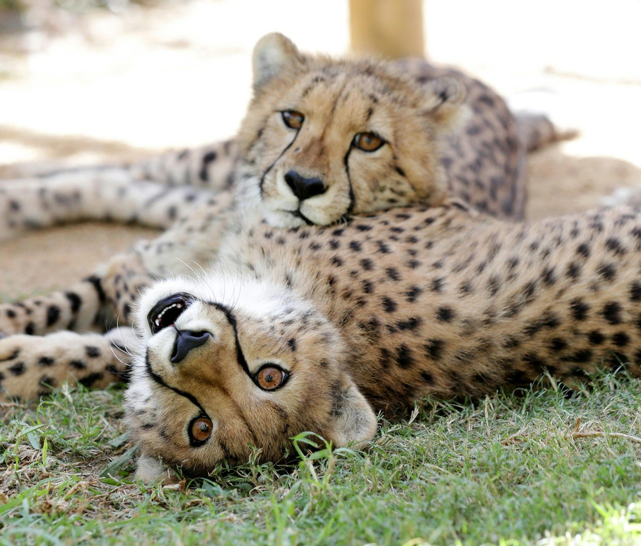 Wild Animal Encounters Cheetah