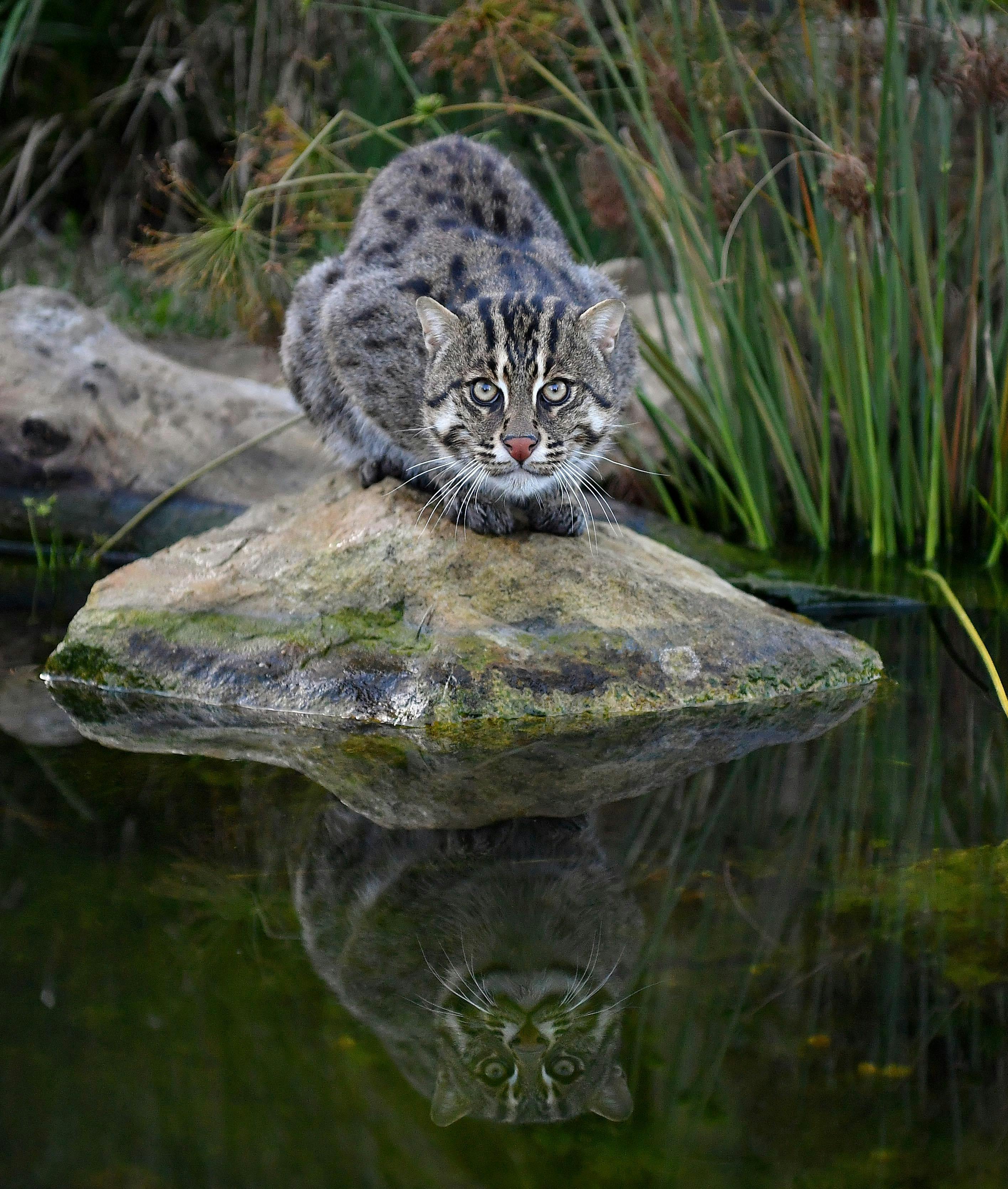 Fishing Cat