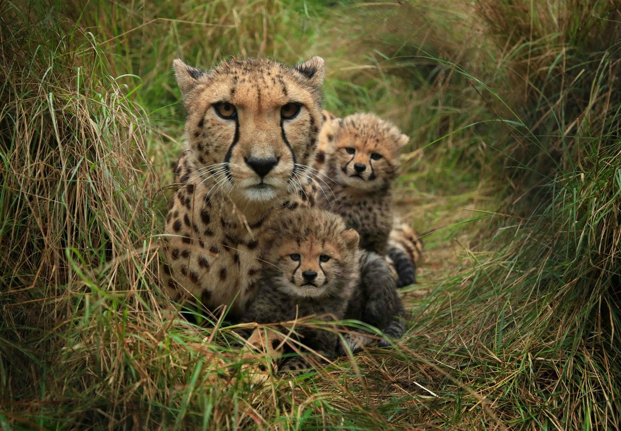 Cheetah Rewilding Program