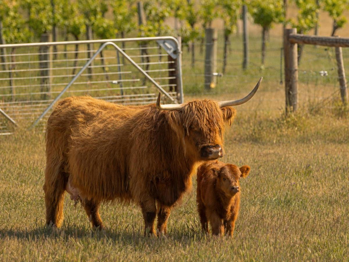 Two Hands Wines Scottish Highland Cows
