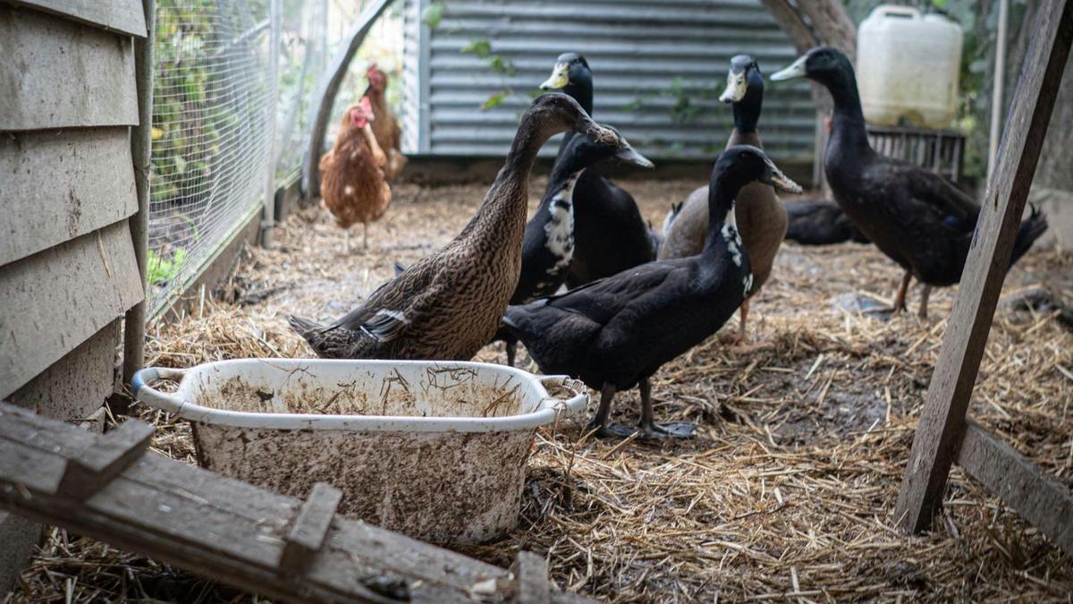Potters Hill Farm