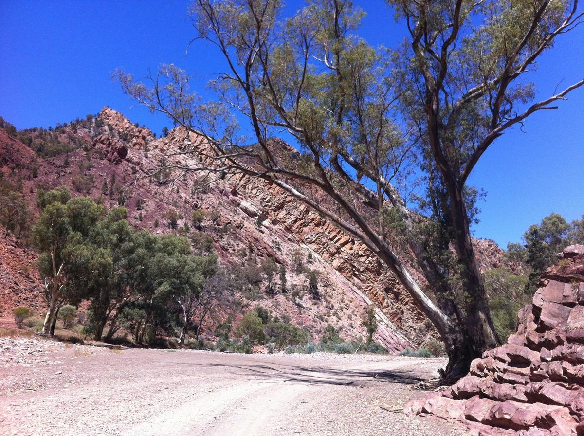Wallabies, Rocks and Copper