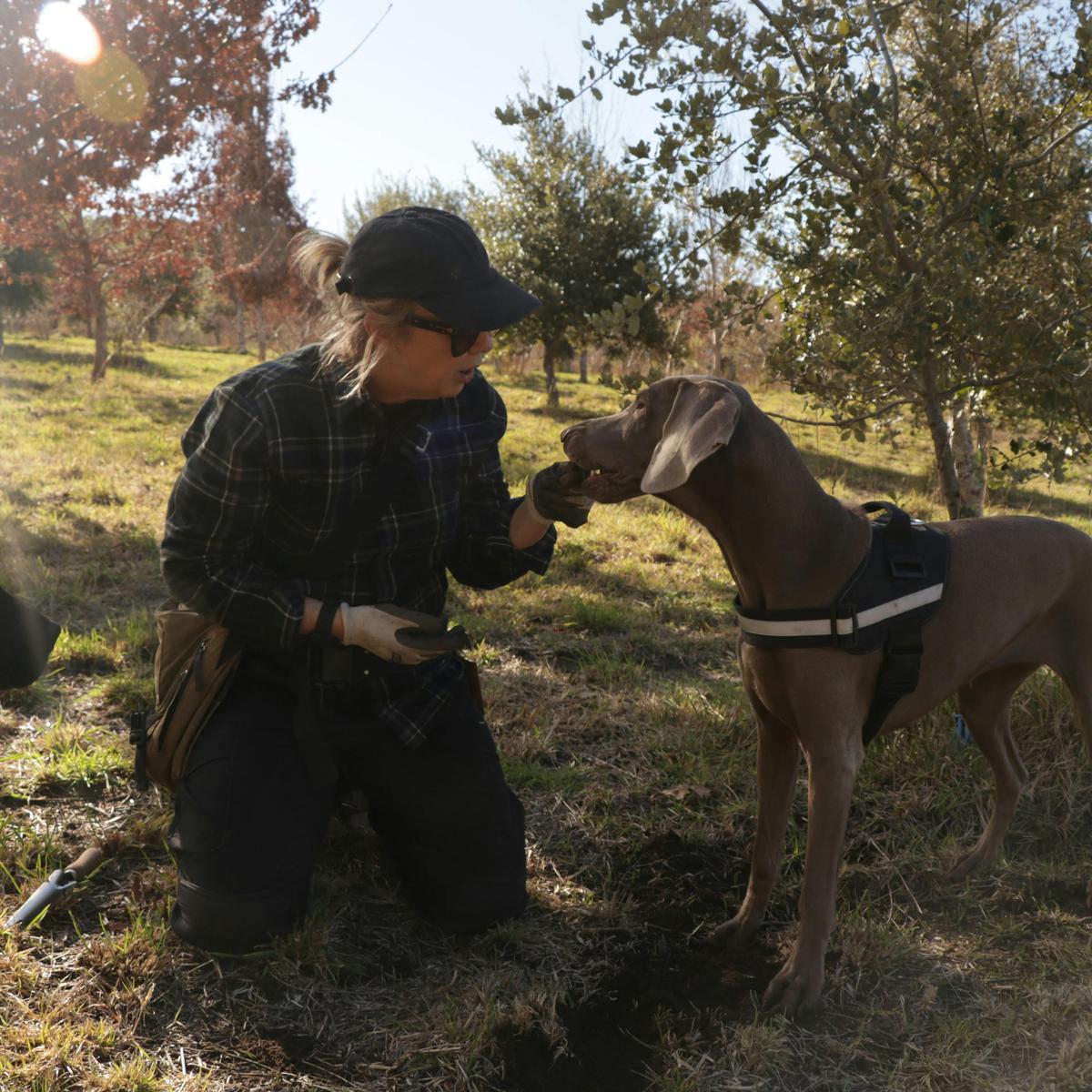 Riley the truffle dog