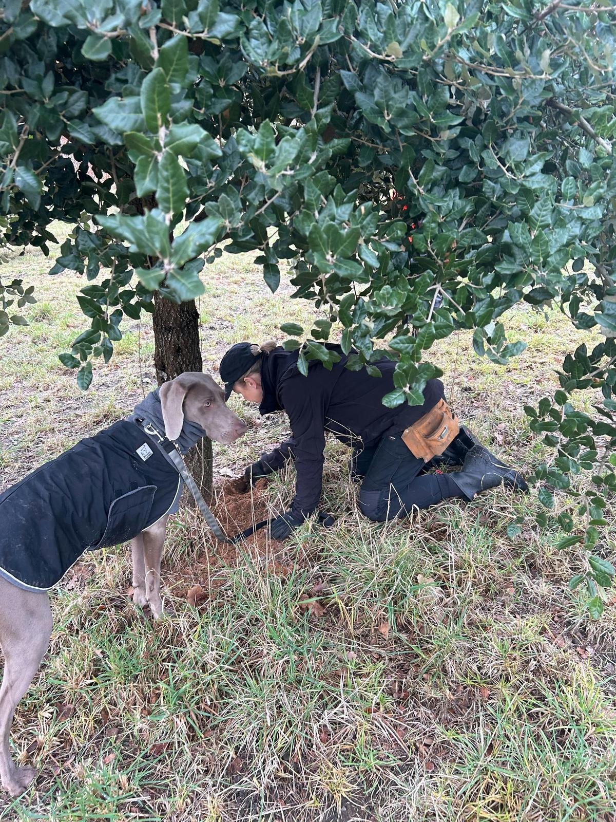 Truffle Hunting