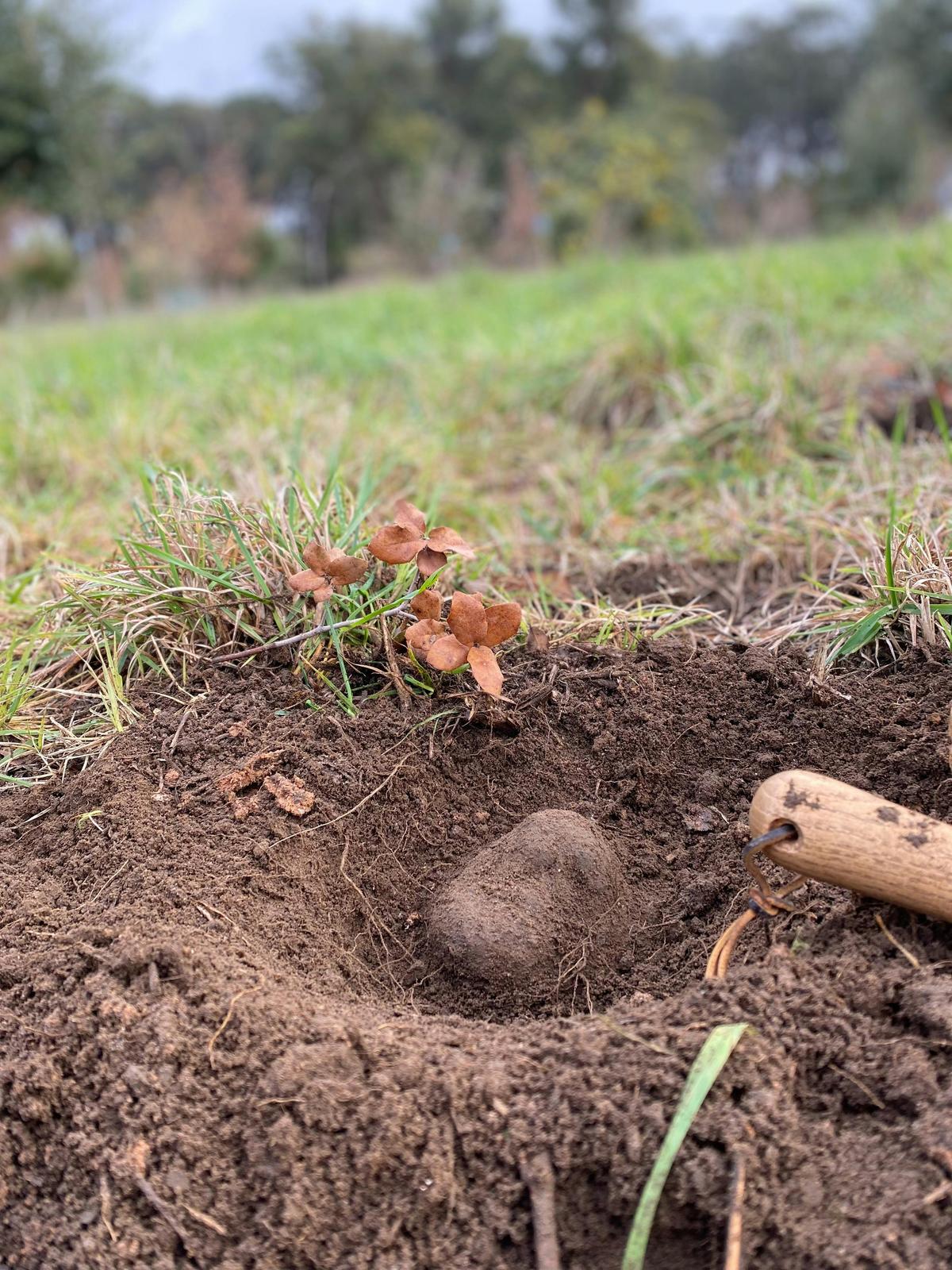 Truffle being unearthed