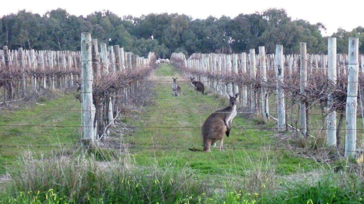 ROOS & SHEEP IN VINEYARD, CURRENCY CREEK