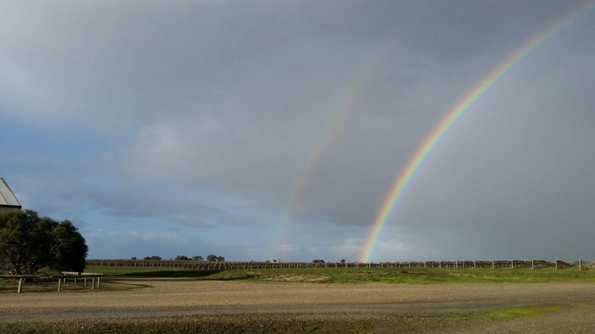 Vineyard Rainbows