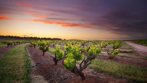 Great Terraced Vineyard Experience