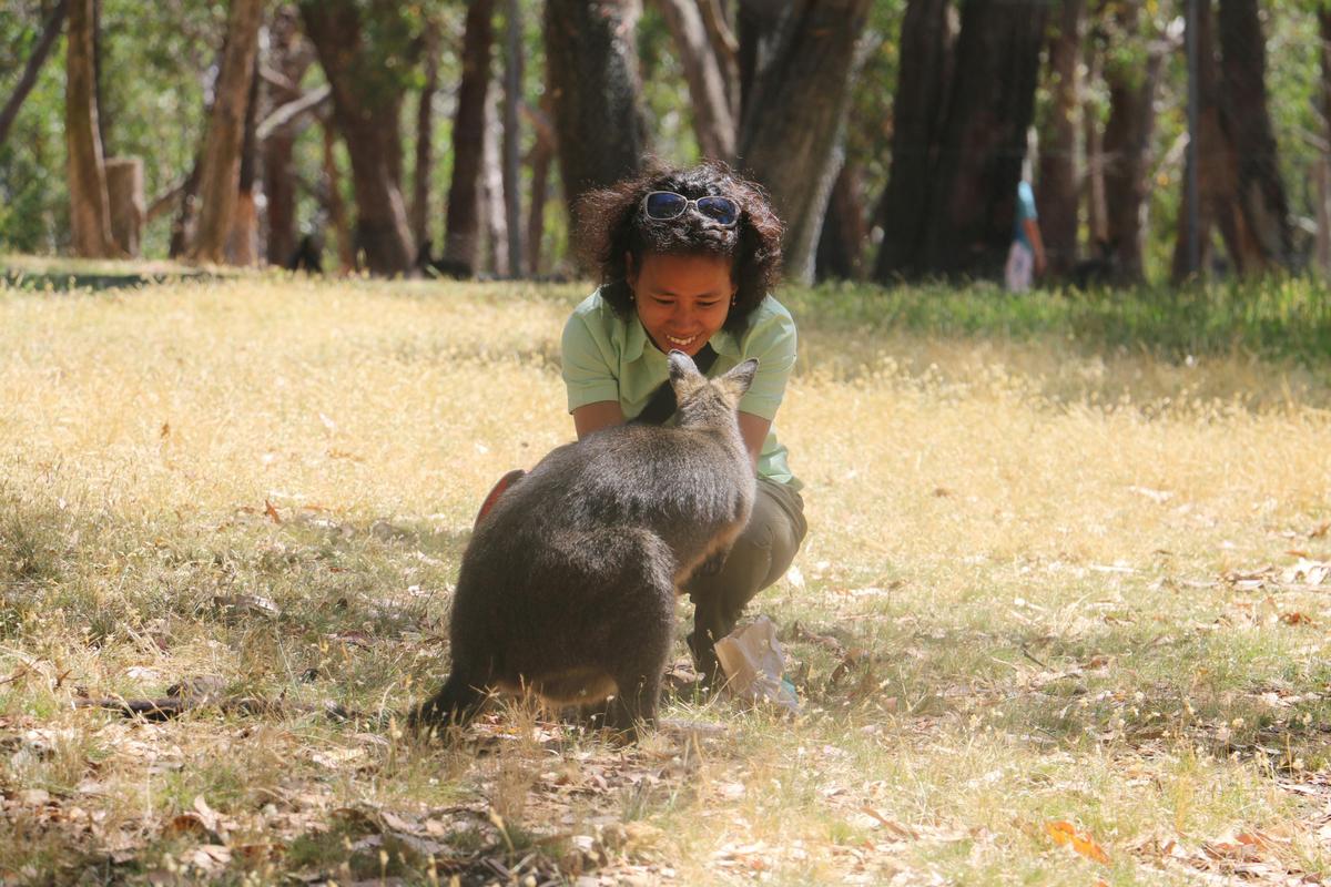 Cleland Wildlife Park Experience including Mount Lofty Summit