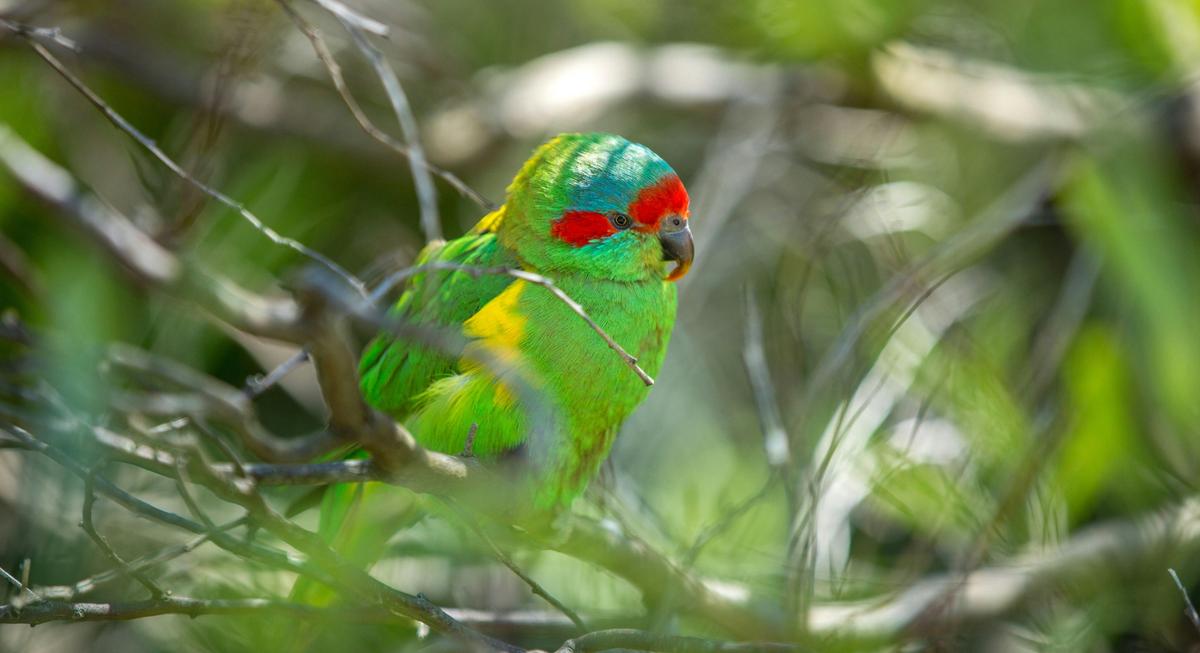 Adelaide Hills and Cleland Safari
