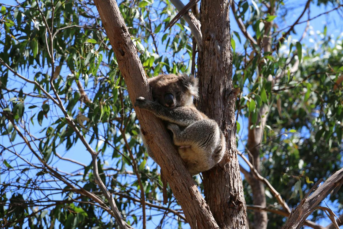 Morialta Wilderness and Wildlife Hike