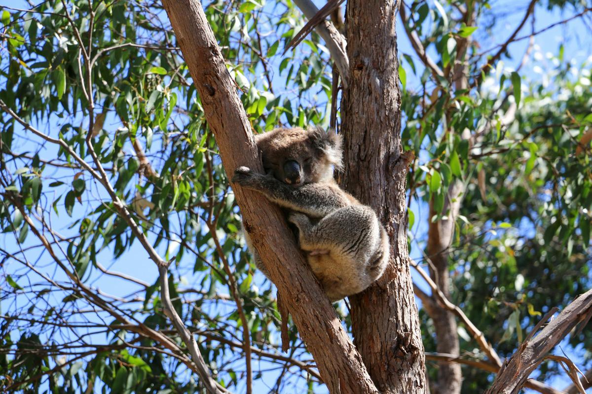 Waterfalls, Wildlife and Penfolds