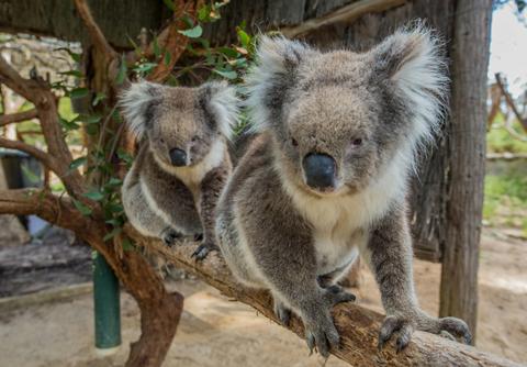 Cleland Wildlife Park Experience including Mount Lofty Summit