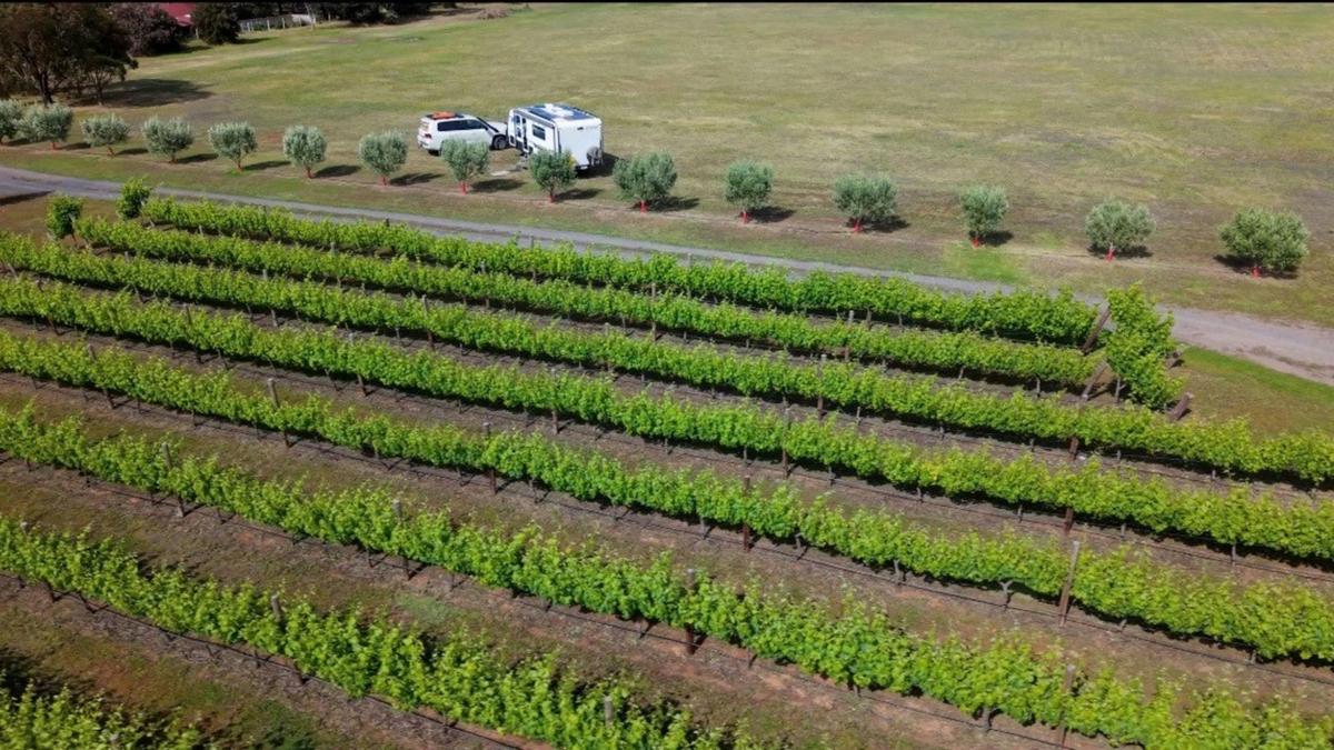 Six Strings - McLaren Vale Vineyard