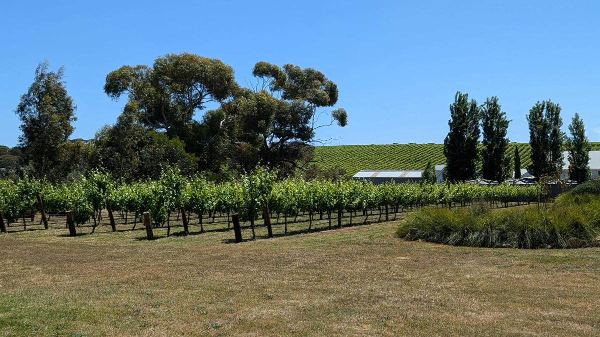 Six Strings - McLaren Vale Vineyard