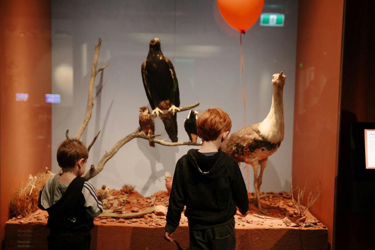 Two young boys stand in front of birds display in the SA Biodiversity Gallery