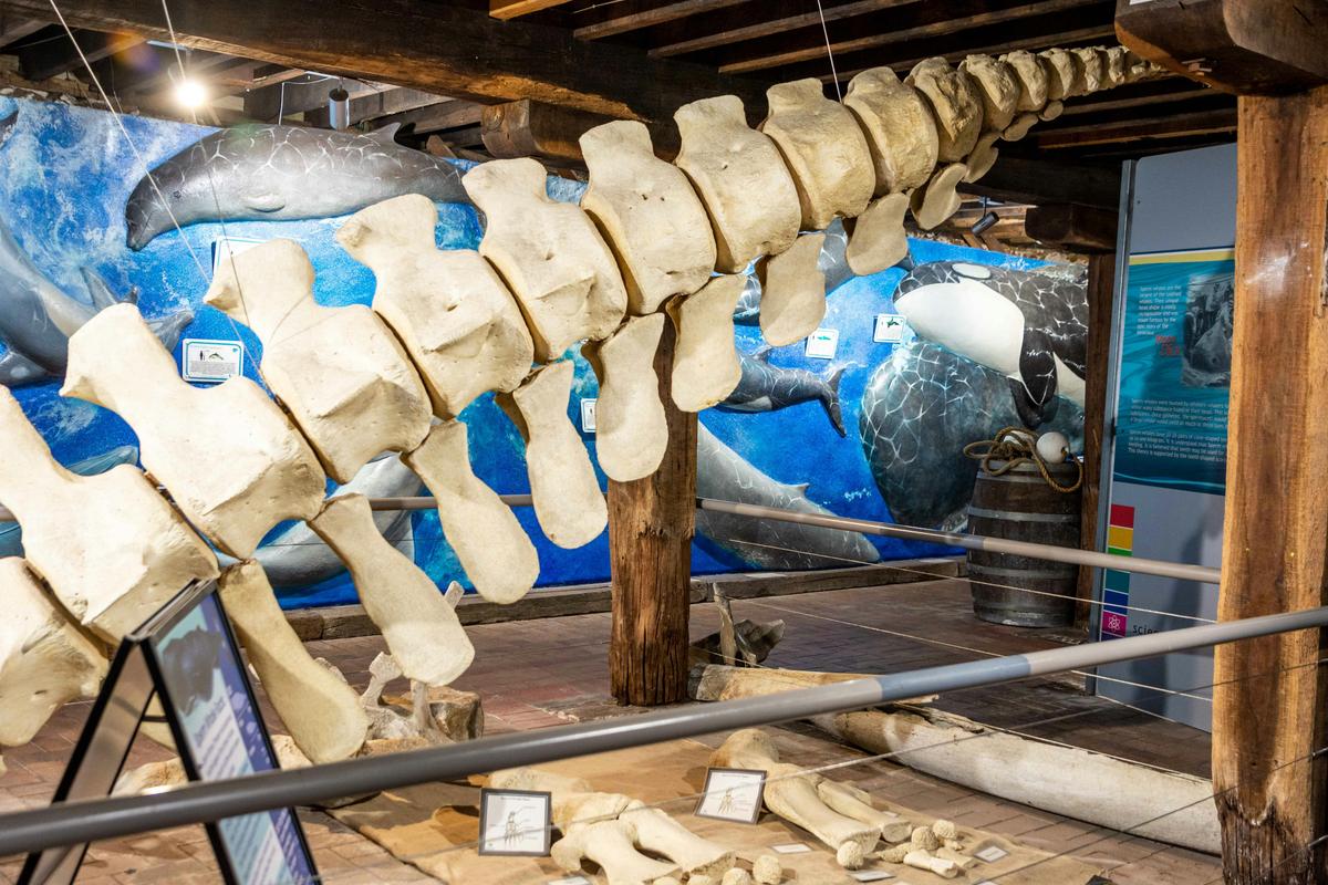 Whale bones