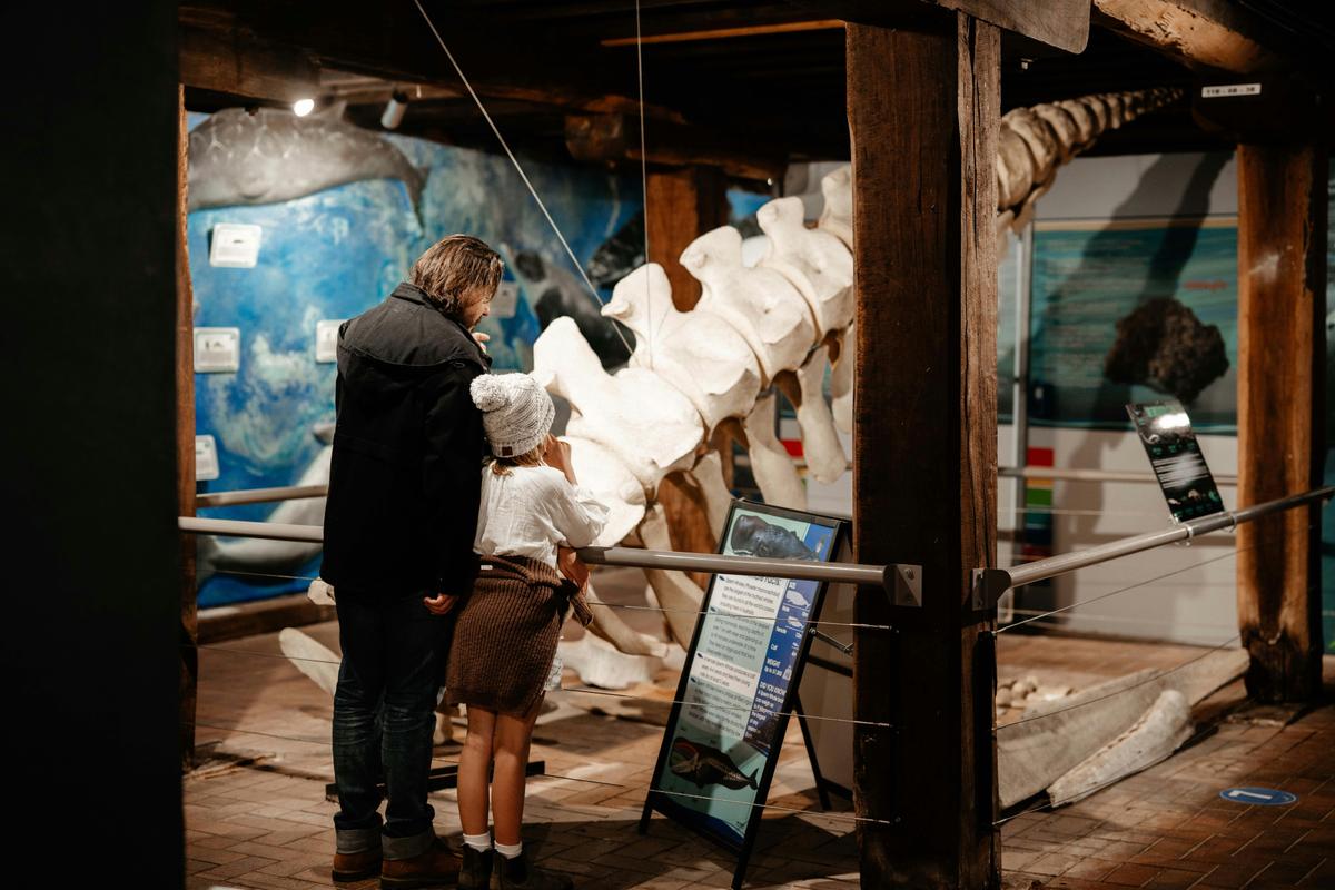 Whale backbone