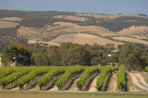 Half Day Afternoon Wine Tasting and Coast