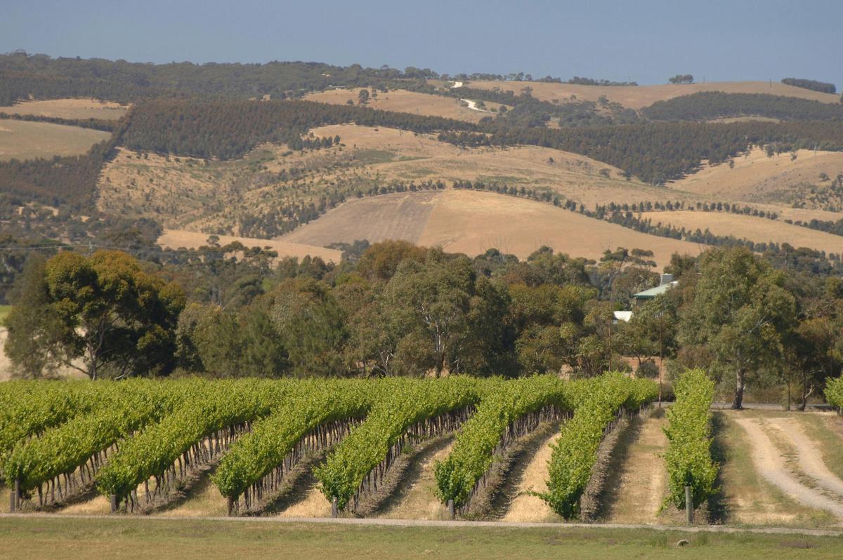 Half Day Afternoon Wine Tasting and Coast