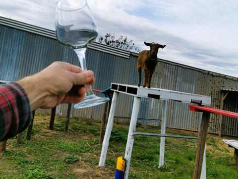Shrieking Witch Wines and Farm Barossa Valley