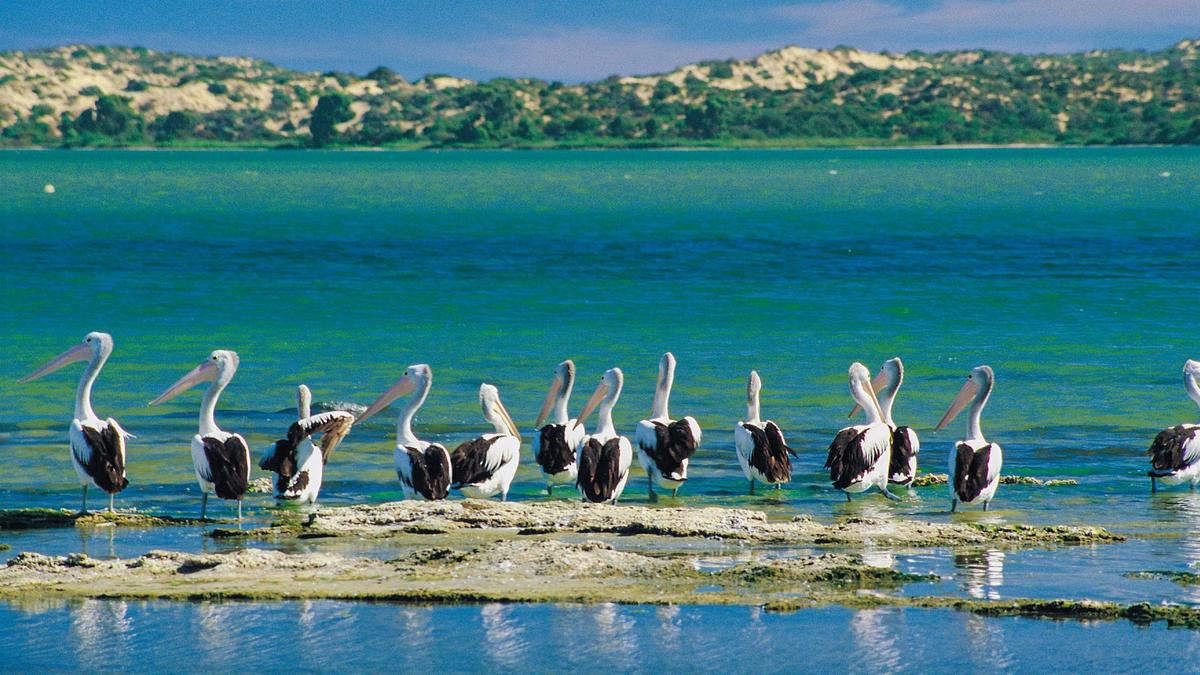 Murray Mouth Cruise