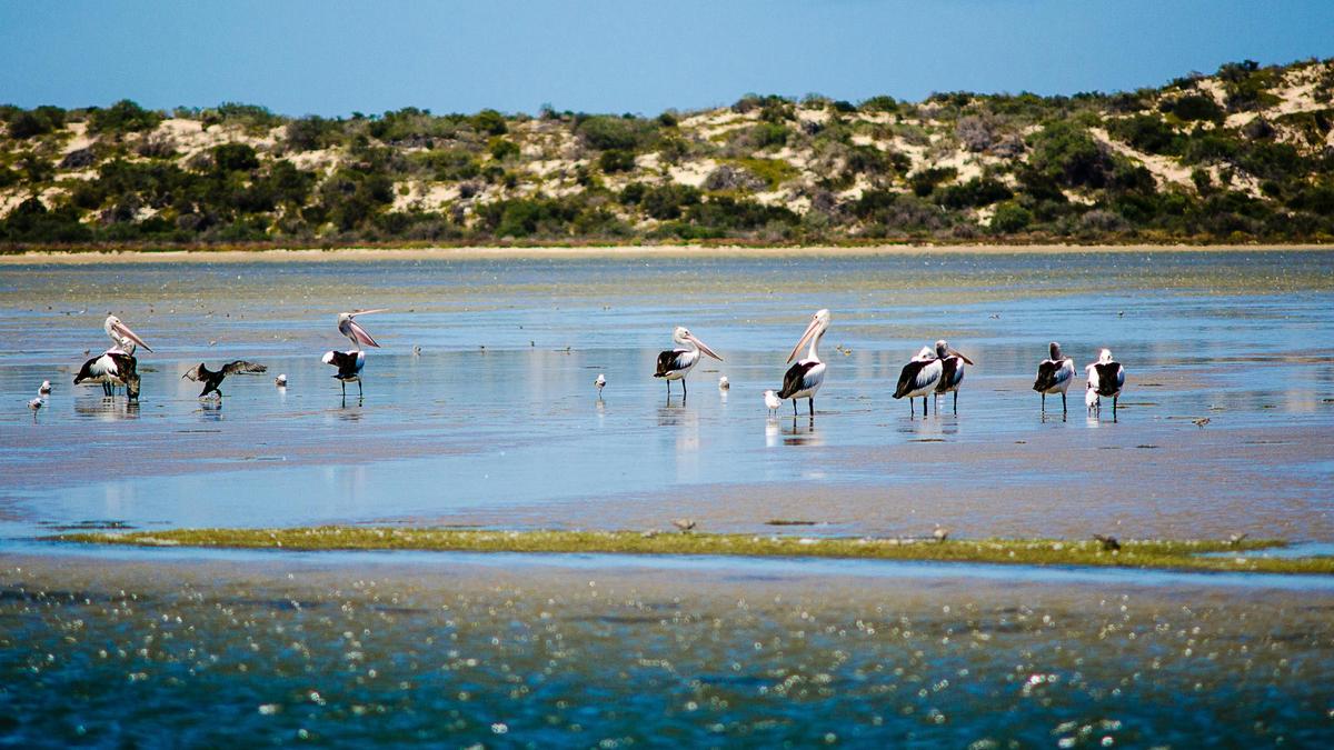 Full-Day Coorong Experience