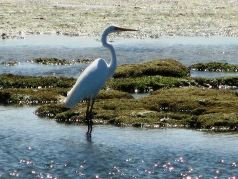 Coorong, River & Lakes Experience
