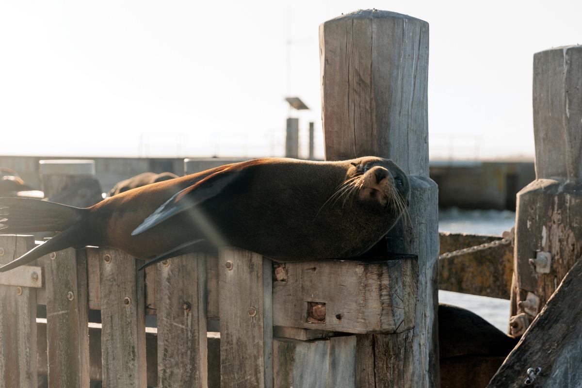 Spot Long-Nosed Fur Seals on the Goolwa Barrage