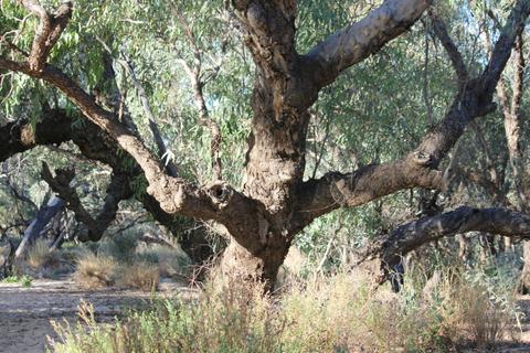Channel and Corner Country Adelaide Broken Hill Innaminka Birdsville Alice Springs 12 Day Tour