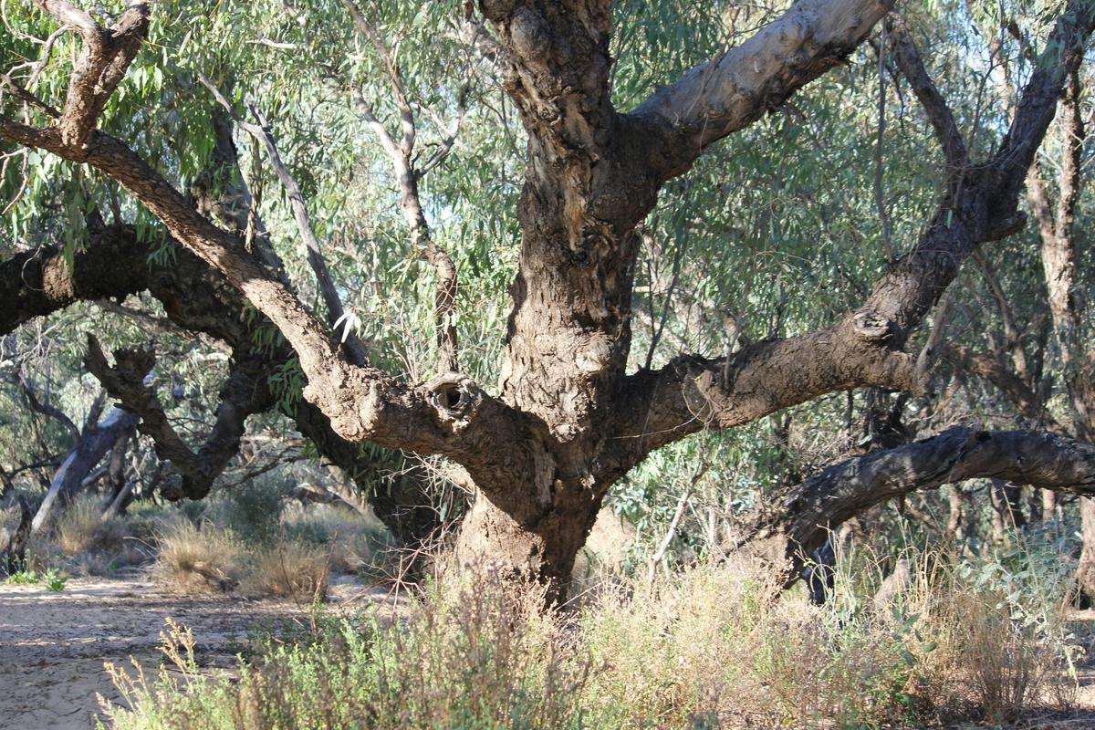 Channel and Corner Country Adelaide Broken Hill Innaminka Birdsville Alice Springs 12 Day Tour