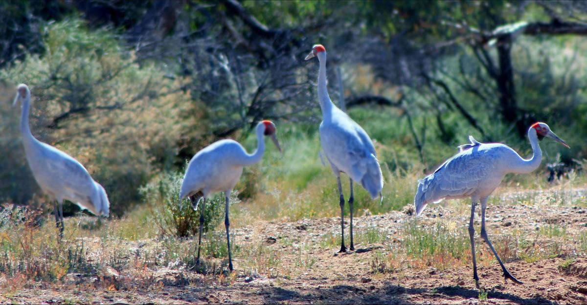 Brolgas on Spirt Safaris Outback & Wilderness Tours to lake Eyre & Birdsville Track