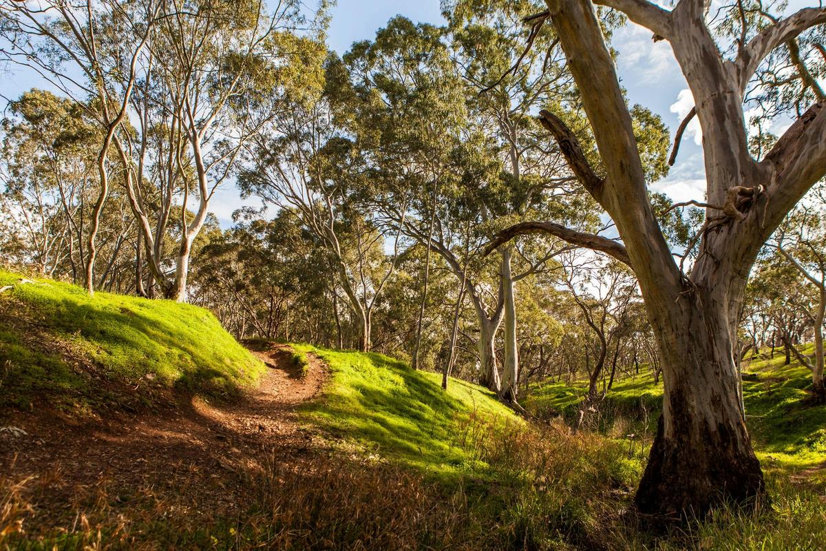 shepherds hill