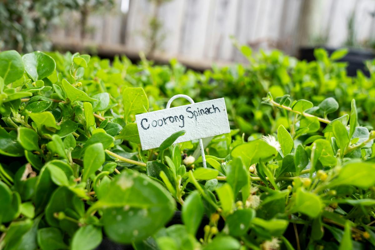 Kitchen garden
