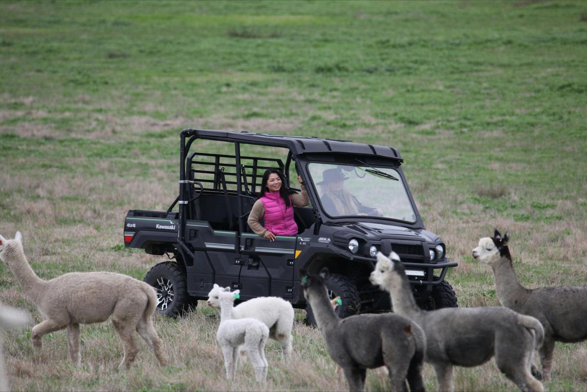 Alpaca Farm 1 Hour Tour