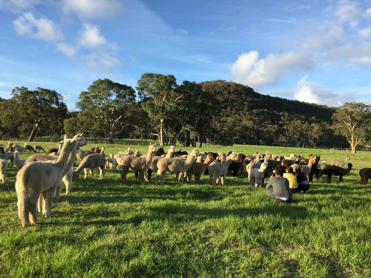 Softfoot Alpaca Farm