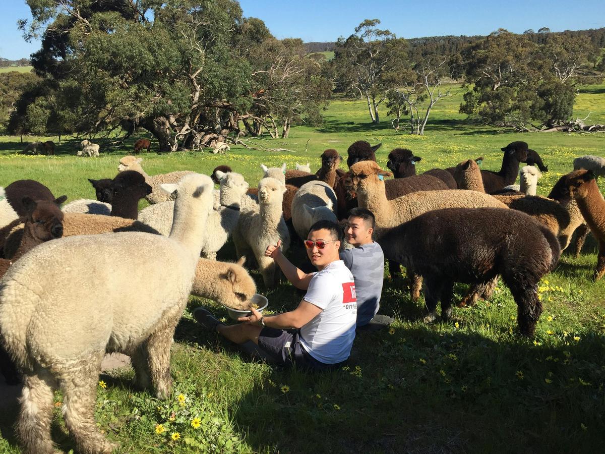 Feeding Alpacas