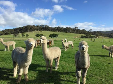 Softfoot Alpaca Farm