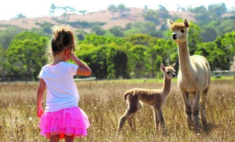 Alpaca Farm 1 Hour Tour