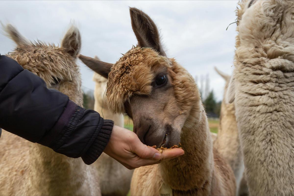 Alpaca Farm 1 Hour Tour