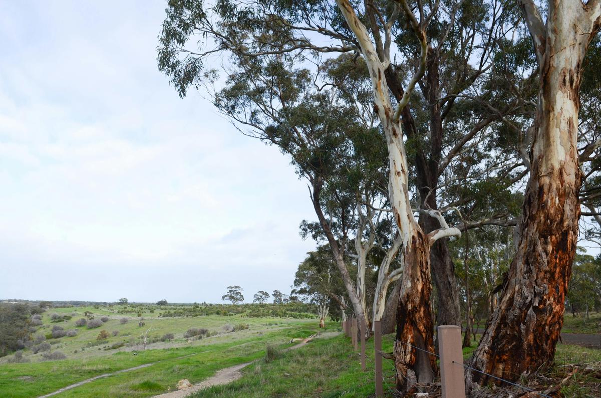 sturt-gorge