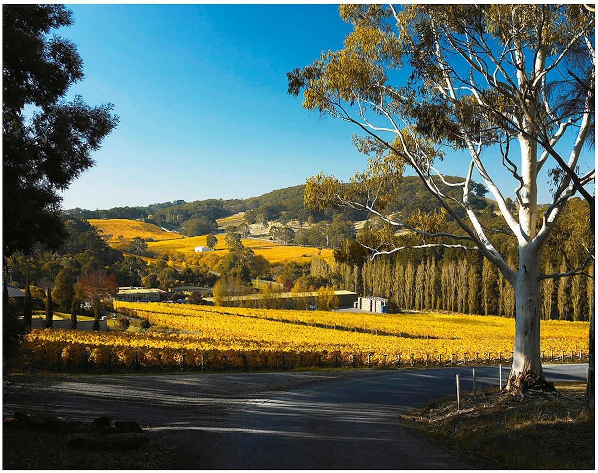 The Tiers Vineyard