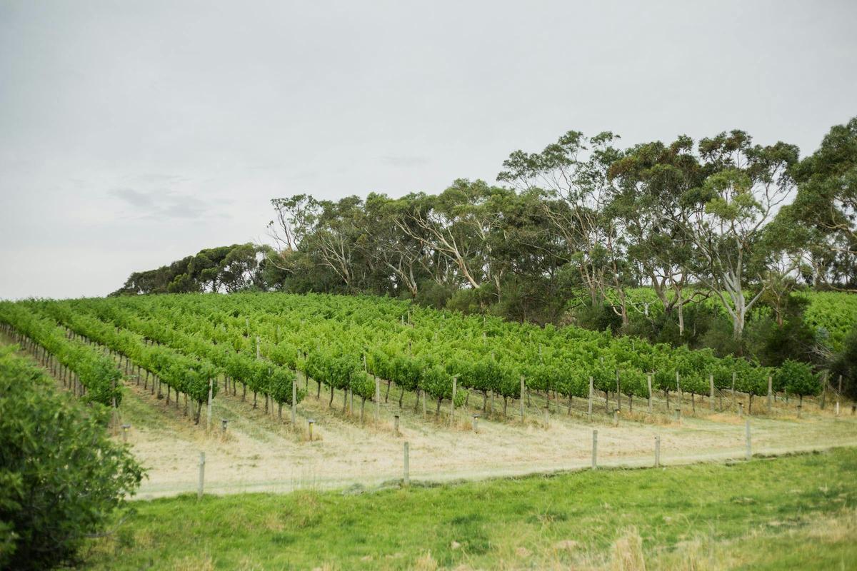 Alagna Vineyard