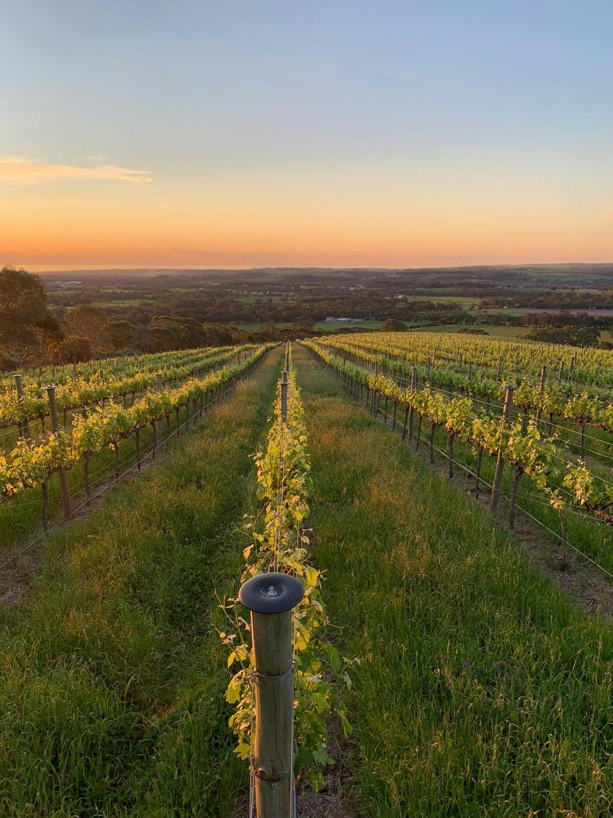 Top of vineyard