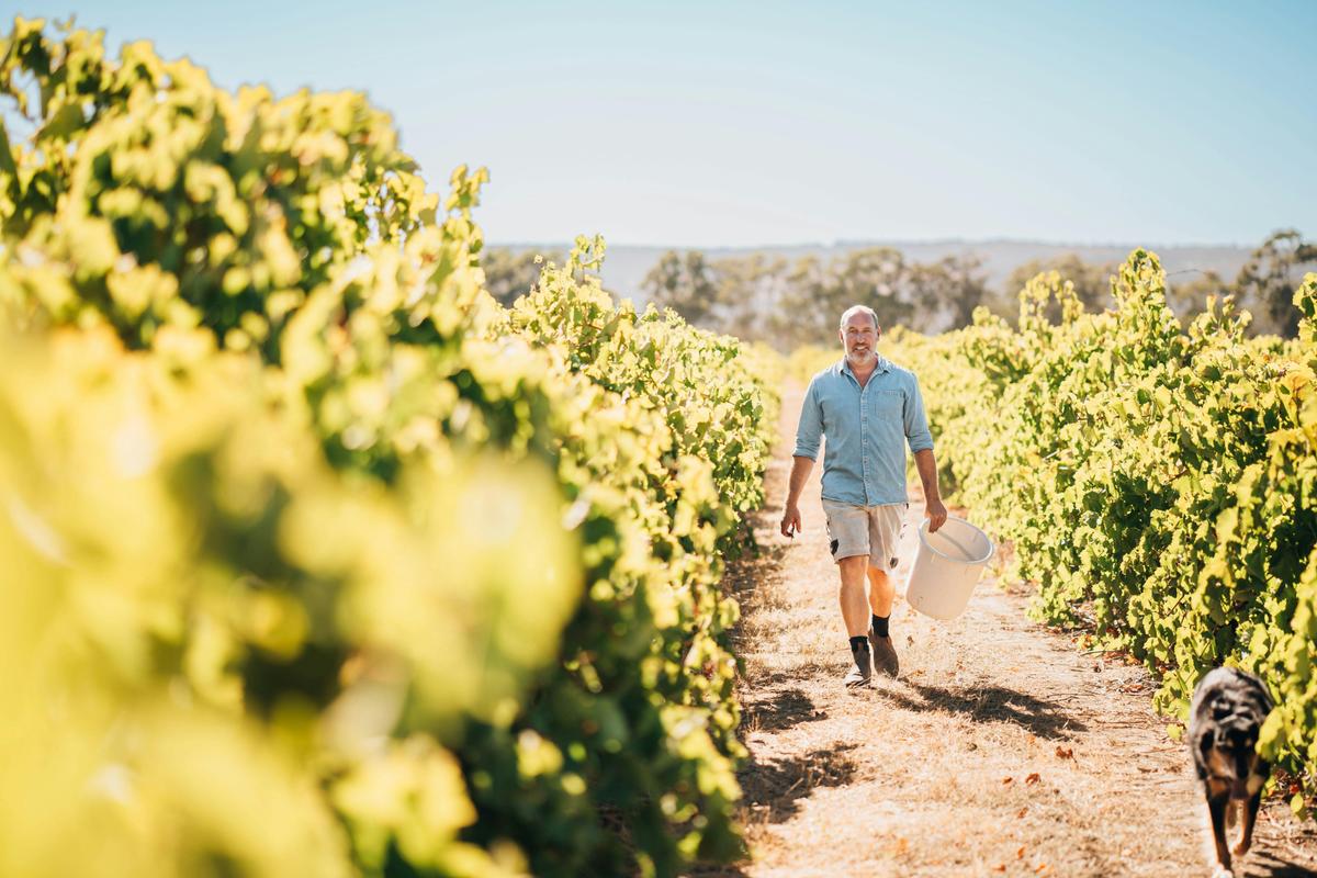 Winemaker in the vineyard.