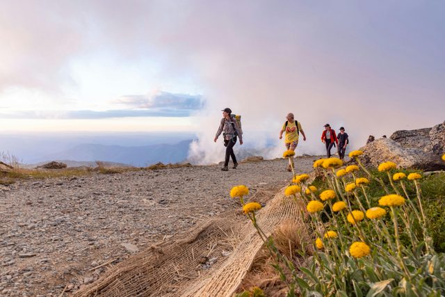 Wildflower Season