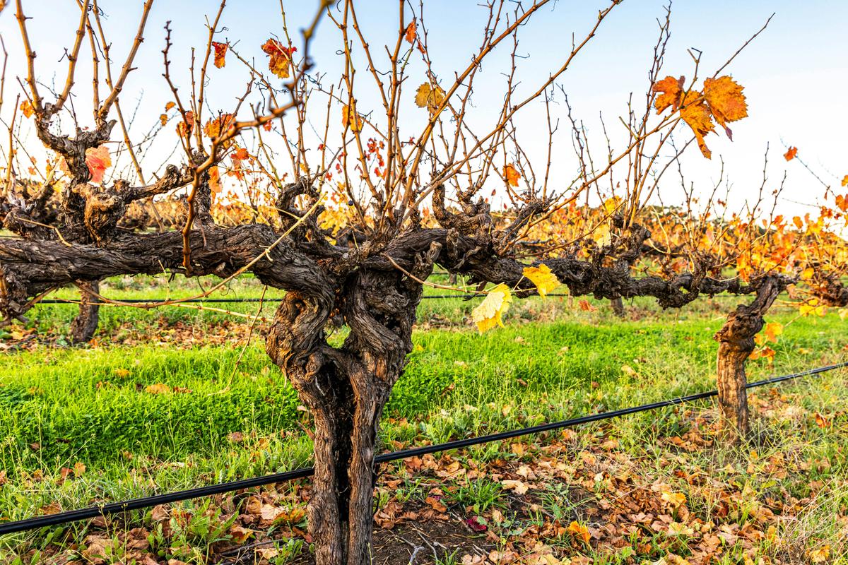 Tanunda Vineyard
