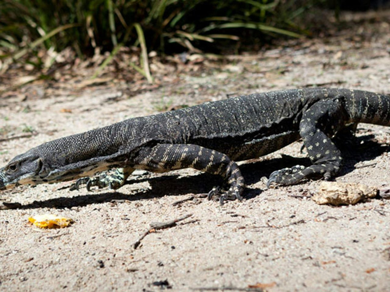 Wadbilliga National Park. Photo: Lucas Boyd Photography/NSW Government